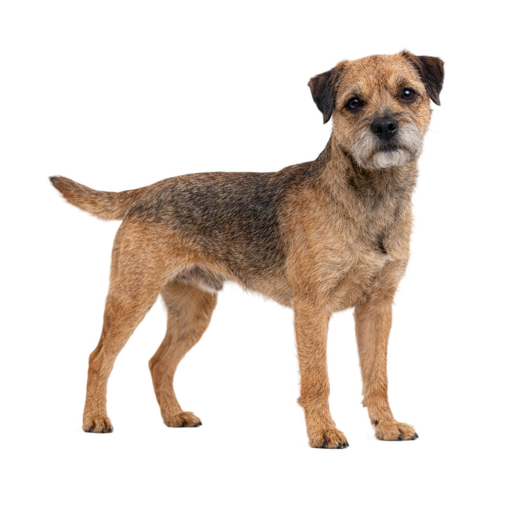 Border Terrier