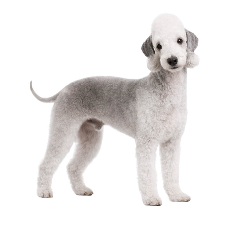 Bedlington Terrier