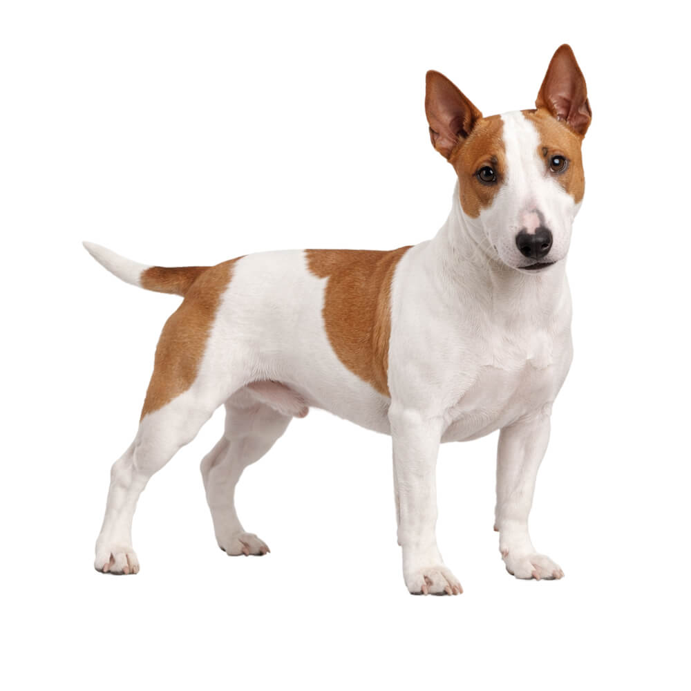 Bull Terrier (Miniature)