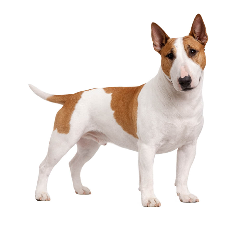 Bull Terrier