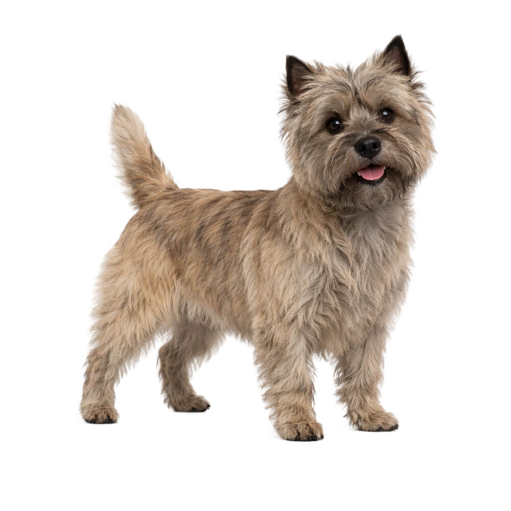 Cairn Terrier