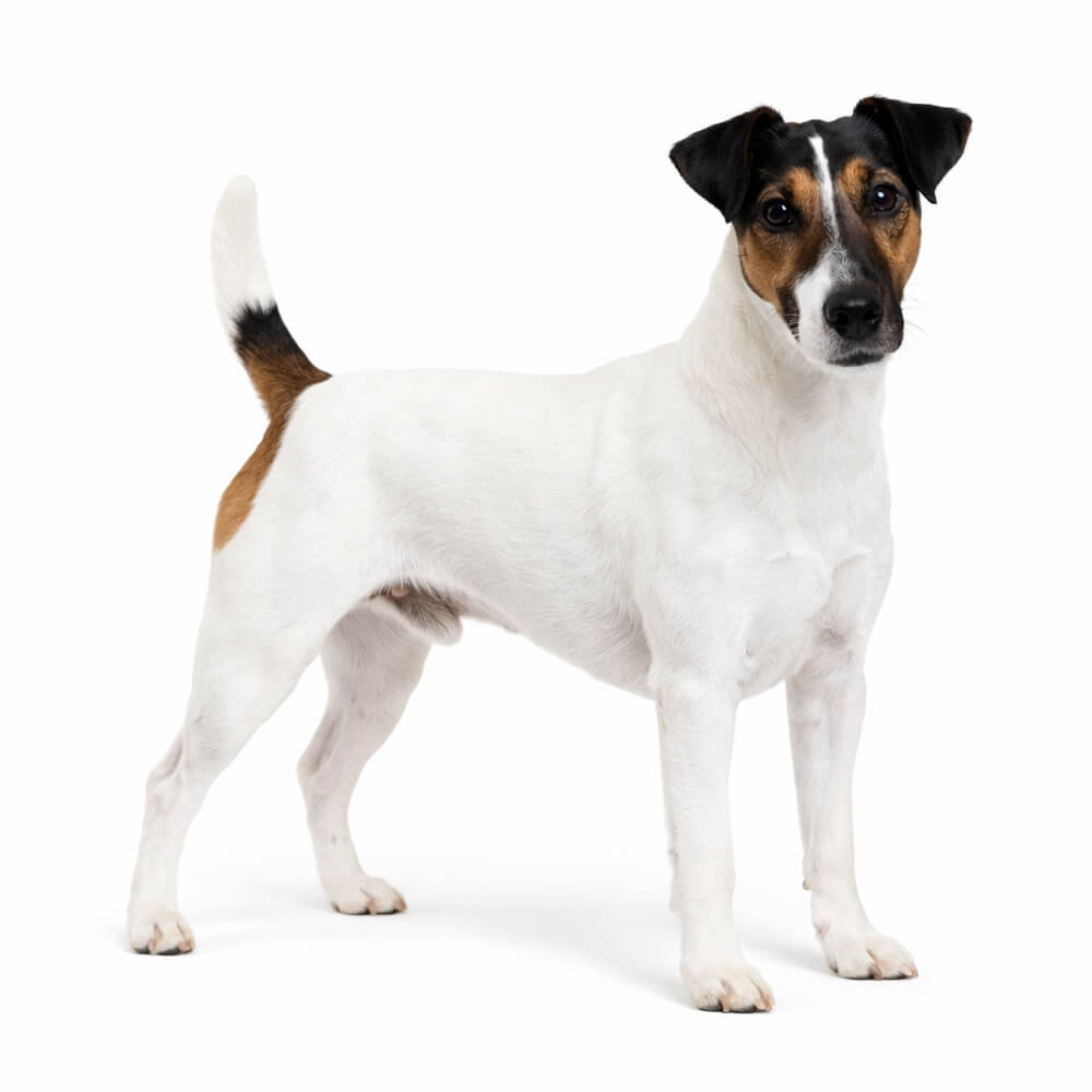 Fox Terrier (Smooth)