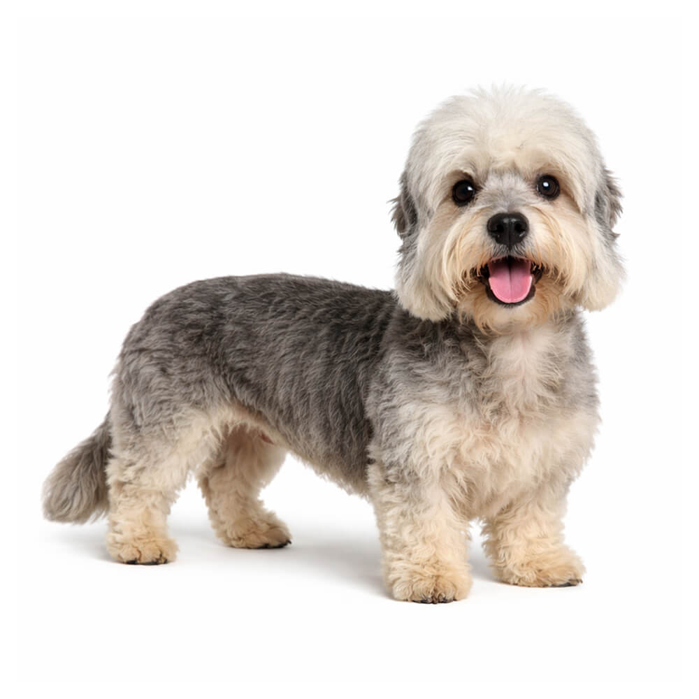 Dandie Dinmont Terrier