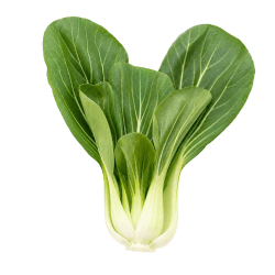 Fresh bok choy with crisp white stems and broad green leaves, smooth texture and vibrant colour on display
