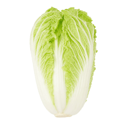 Fresh Chinese cabbage with crisp pale green leaves and white stalks, displayed on a plain background