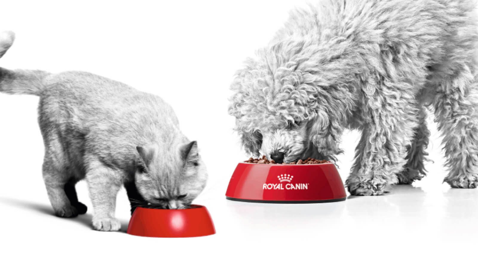 Royal Canin