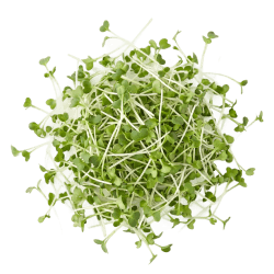 Fresh green broccoli sprouts with slender stems and tiny leaves, loosely clustered on a white background