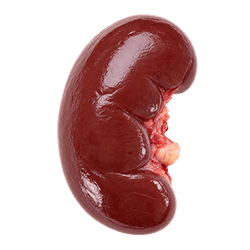 Fresh turkey kidney with a glossy, dark reddish-brown surface and smooth, curved shape on a plain background