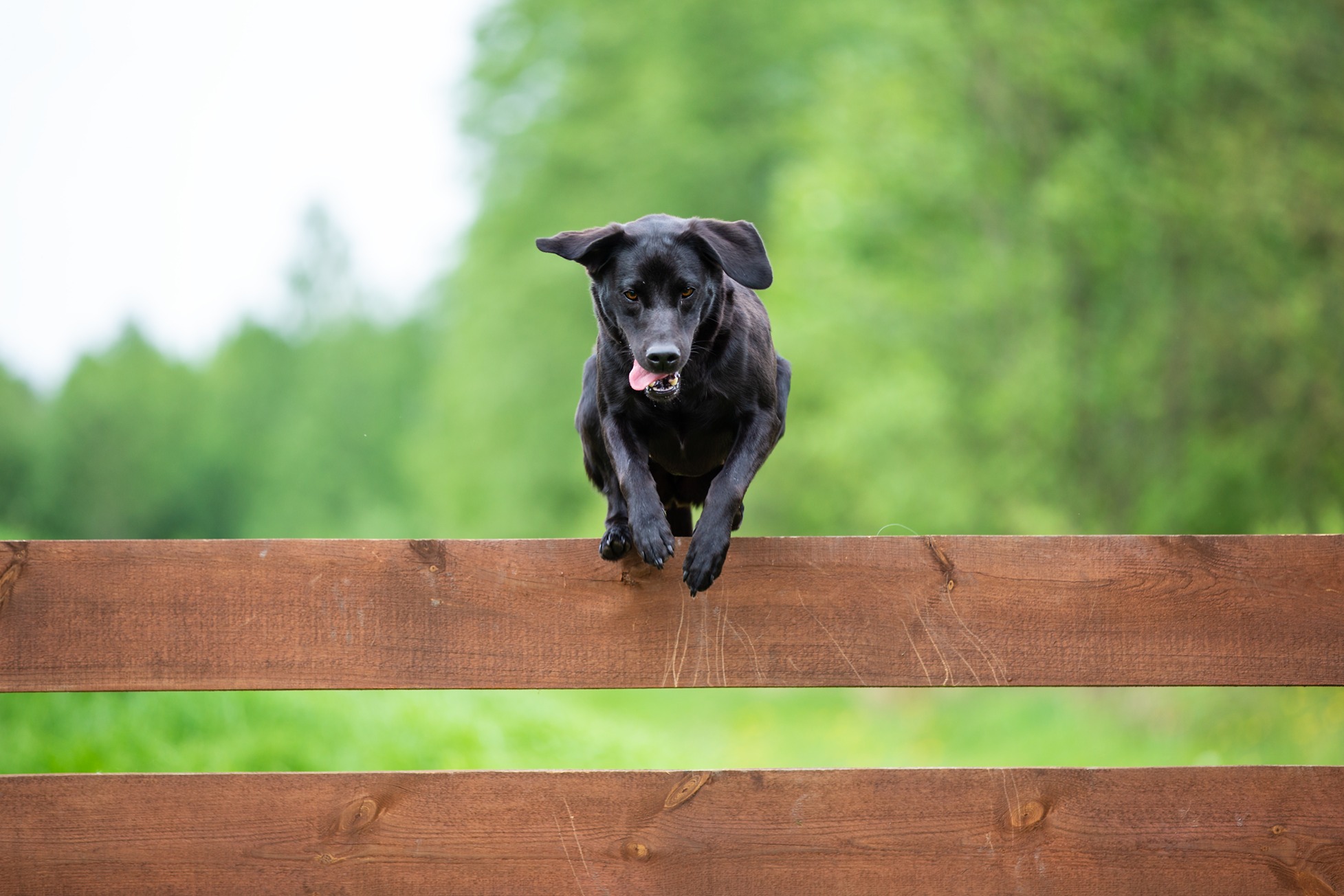 A black labrador with its tongue out is captured mid-jump over a brown wooden fence