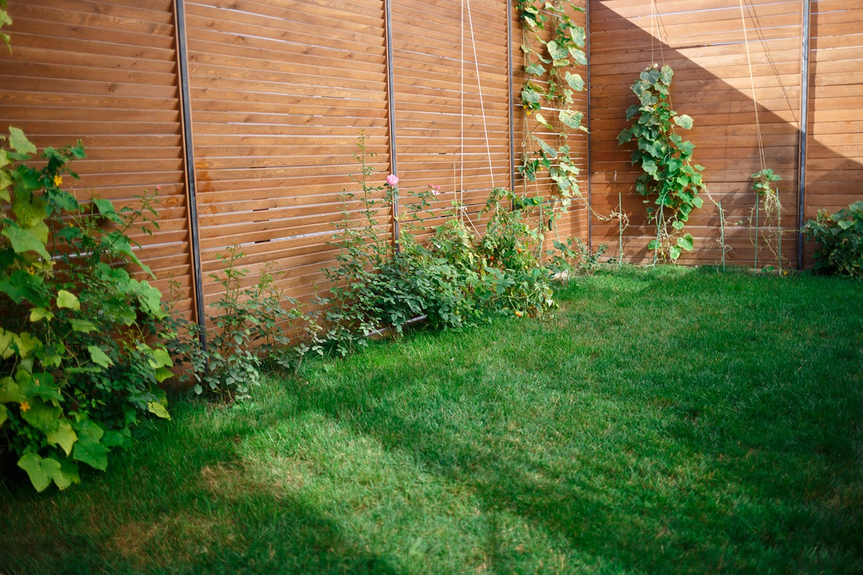 backyard privacy using a cedar fence with climbing plants.