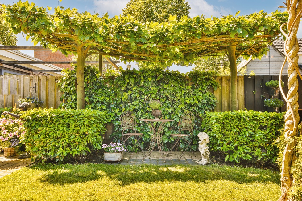 Inexpensive backyard privacy idea using a pergola with climbing vines.