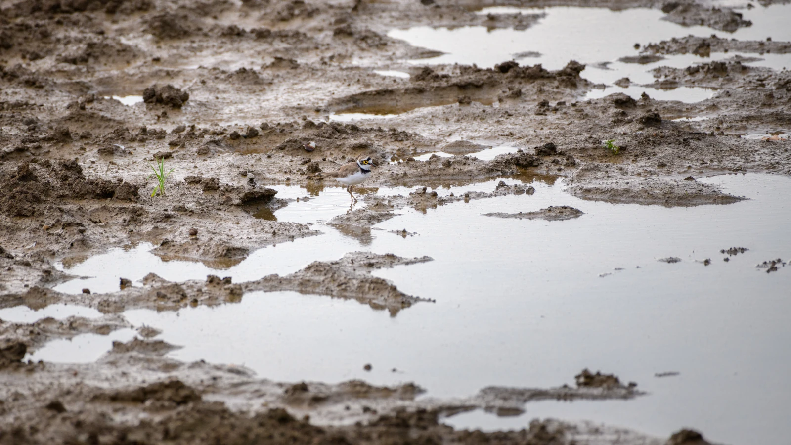 Wet seasonal ground in Bellevue that can slow fence installation