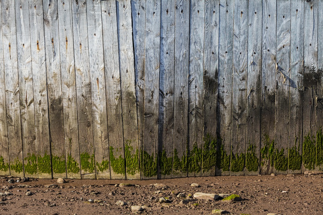 Green algae staining near the base of a vinyl fence panel