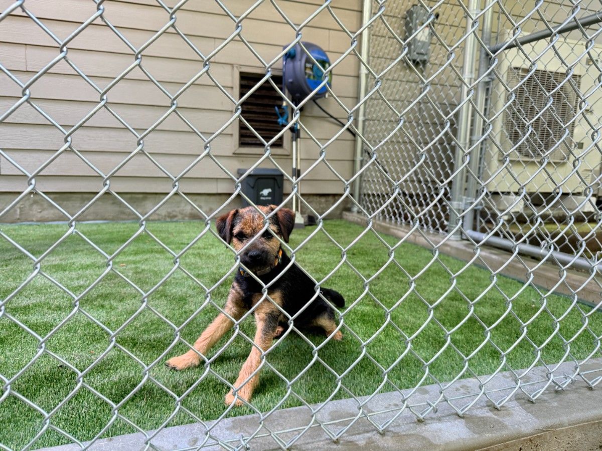 A puppy secured by galvanized chain link fence in a Bellevue home
