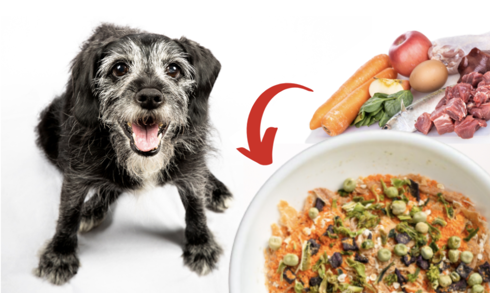 alt text: variety of fresh ingredients for senior dogs