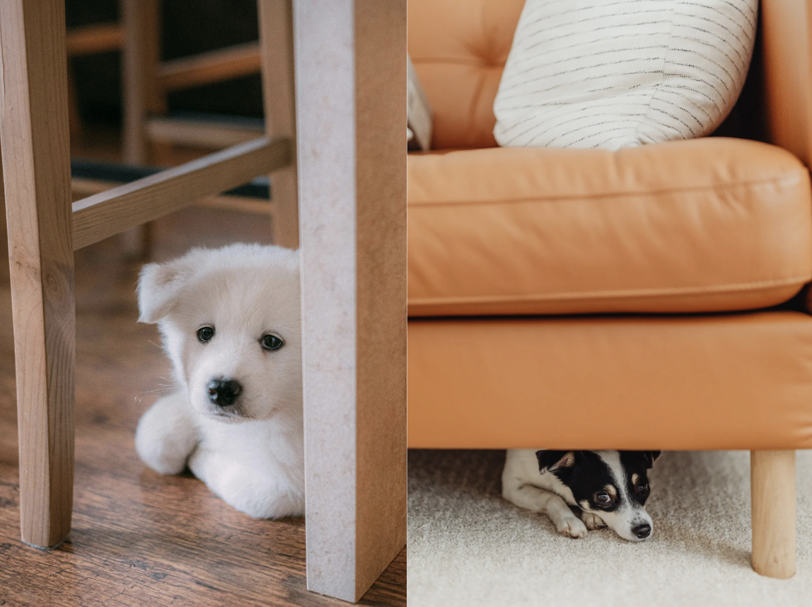 alt text: dog hiding under table, looking anxious