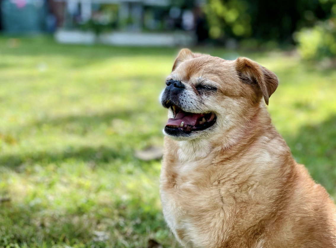 alt text: dog sitting calmly, ears forward, eyes relaxed