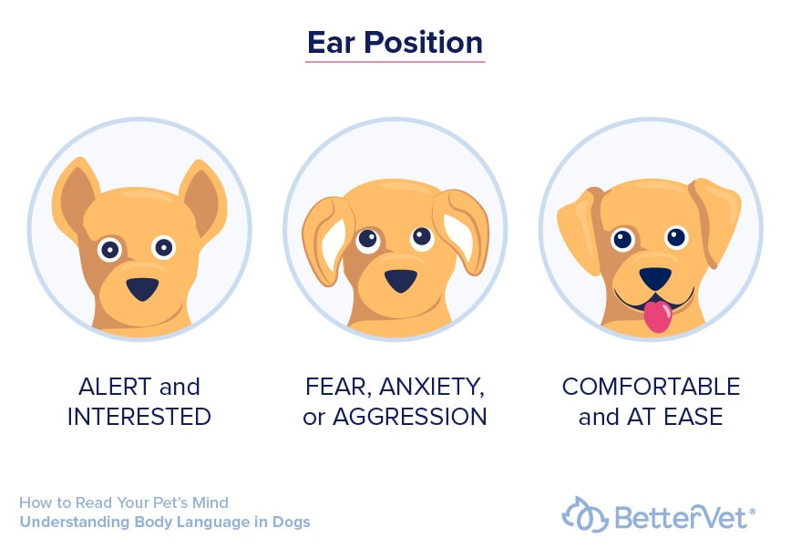 alt text: infographic showing different dog ear and tail positions