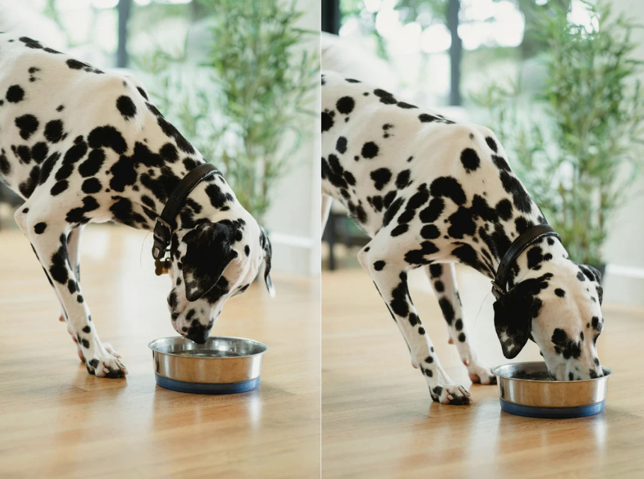 alt text: a dog drinking water beside a shaded fan and a cooling mat