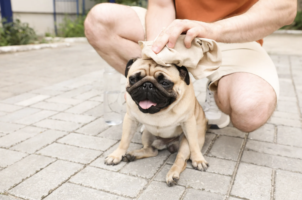Alt text: a dog receiving water and being cooled with a wet towel