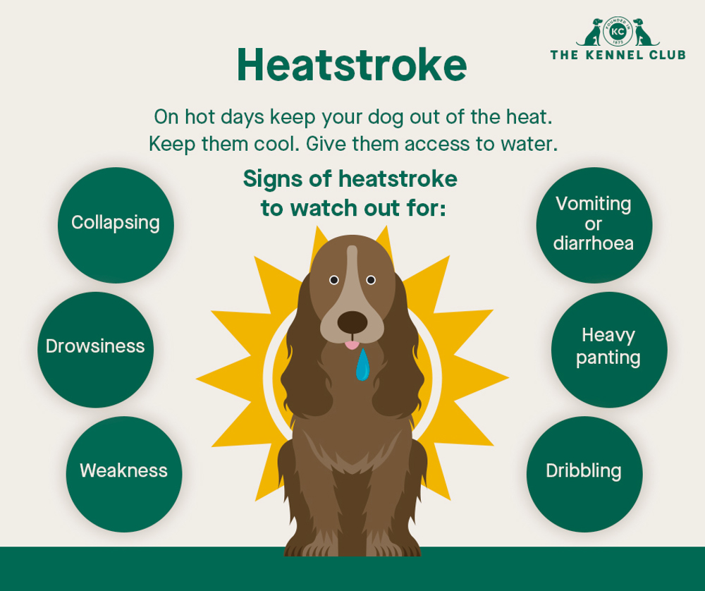 alt text: a list of dog heatstroke symptoms including panting, drooling, and vomiting