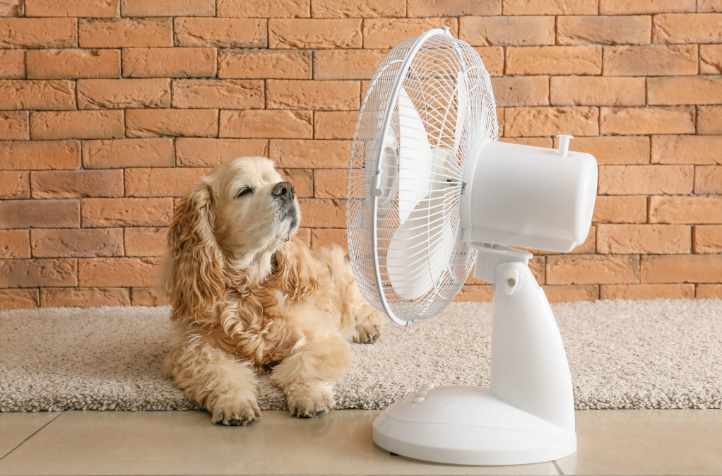 alt text: a dog looking tired with a fan nearby