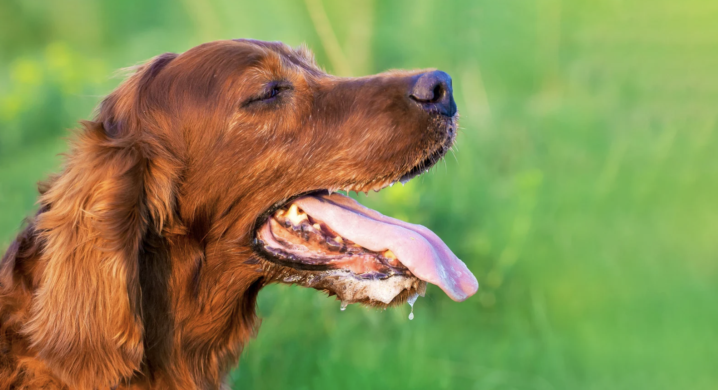 alt text: a dog panting under the sun with a high temperature indicator