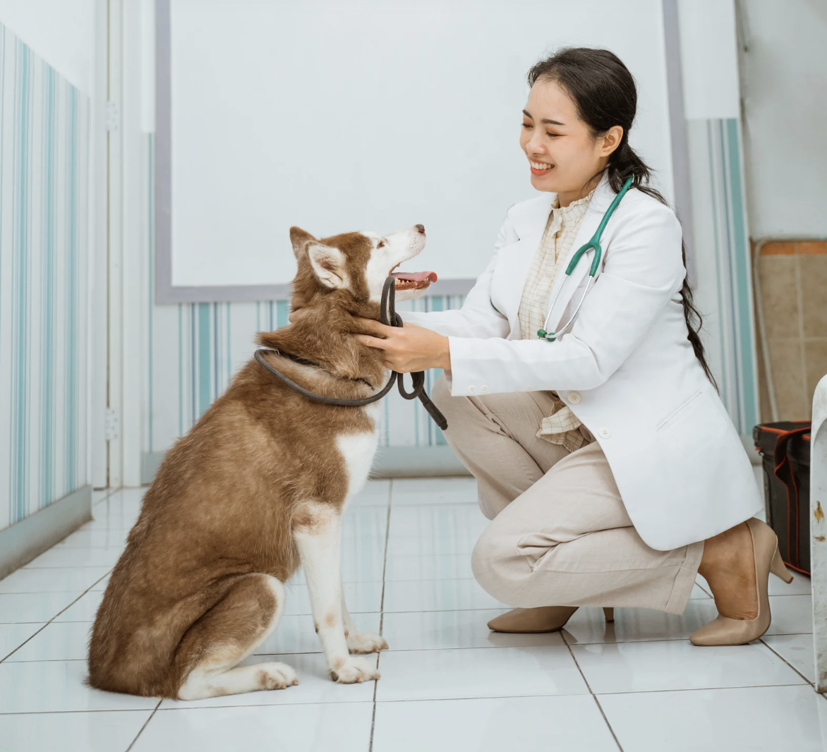 alt text: vet evaluating dog's body condition score