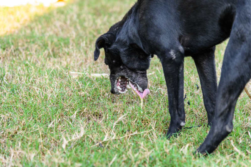 alt text: Dog possibly showing signs of poisoning