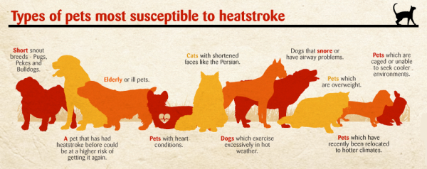 alt text: Images of dog breeds are most susceptible to heatstroke