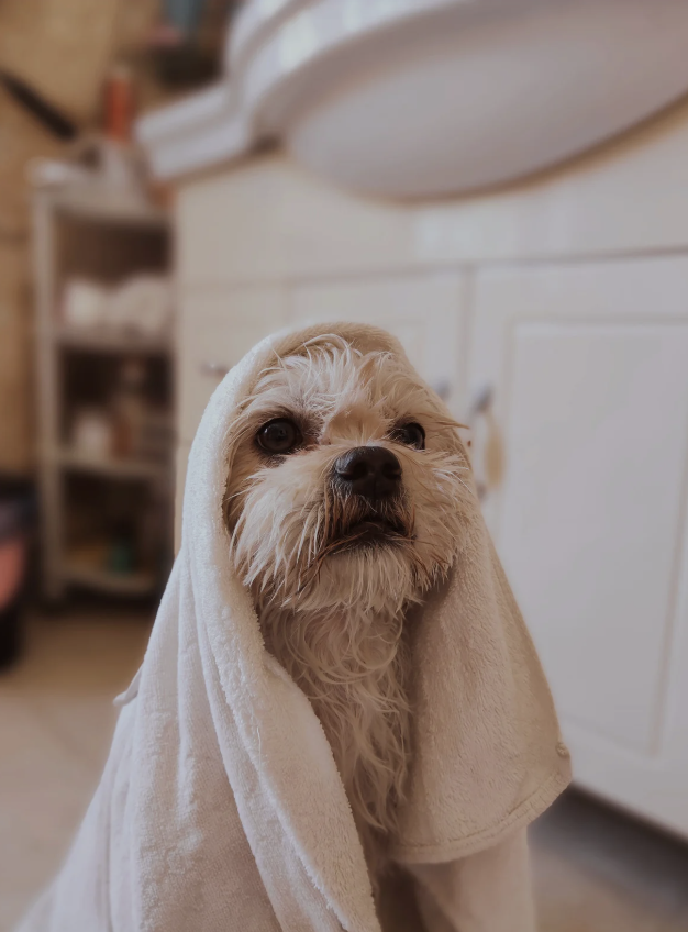 alt text: Dog being cooled down with a damp towel