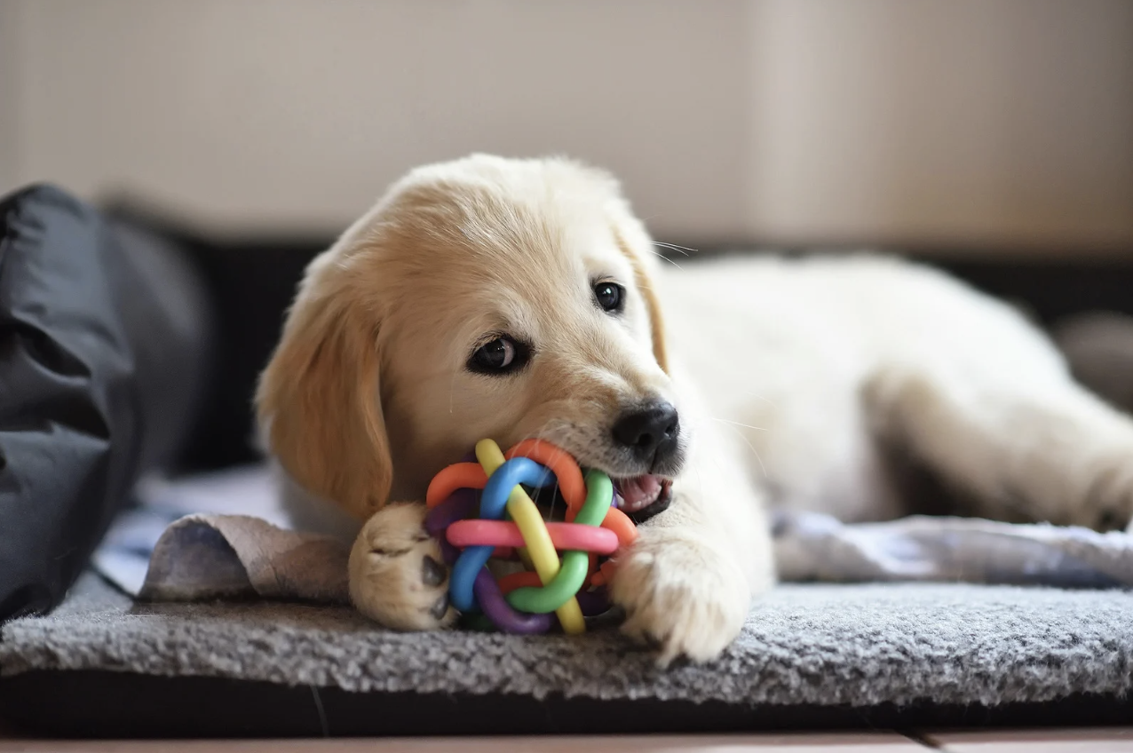 alt text: Dog playing with an interactive toy indoors