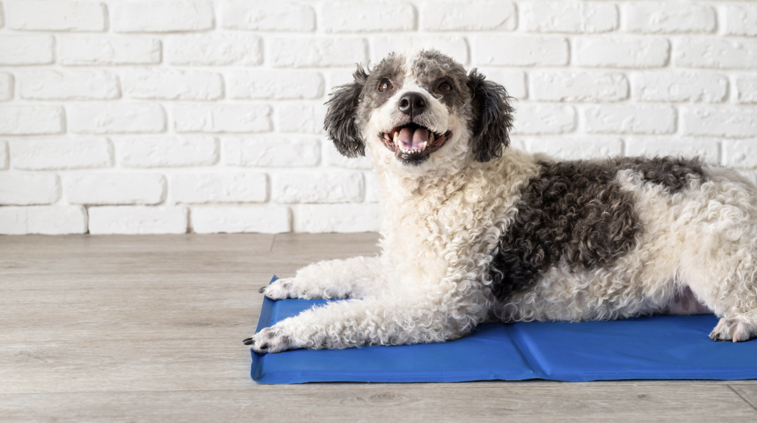 alt text: Dog resting on a cooling mat in a shaded area