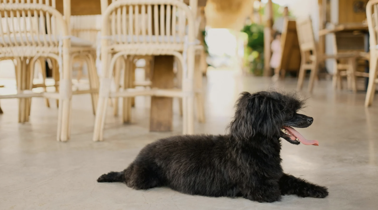 alt text: Dog panting indoors during summer