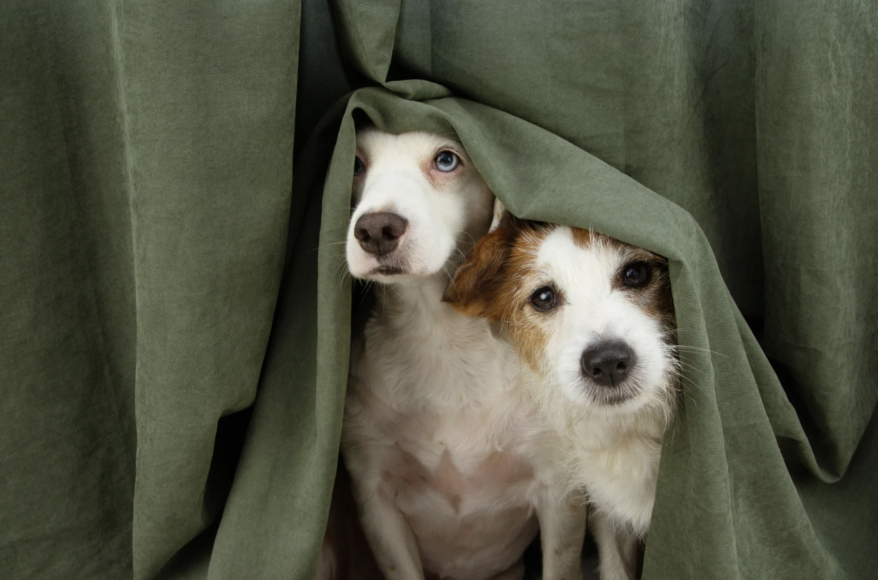 alt text: Dog resting in a safe indoor space during a storm