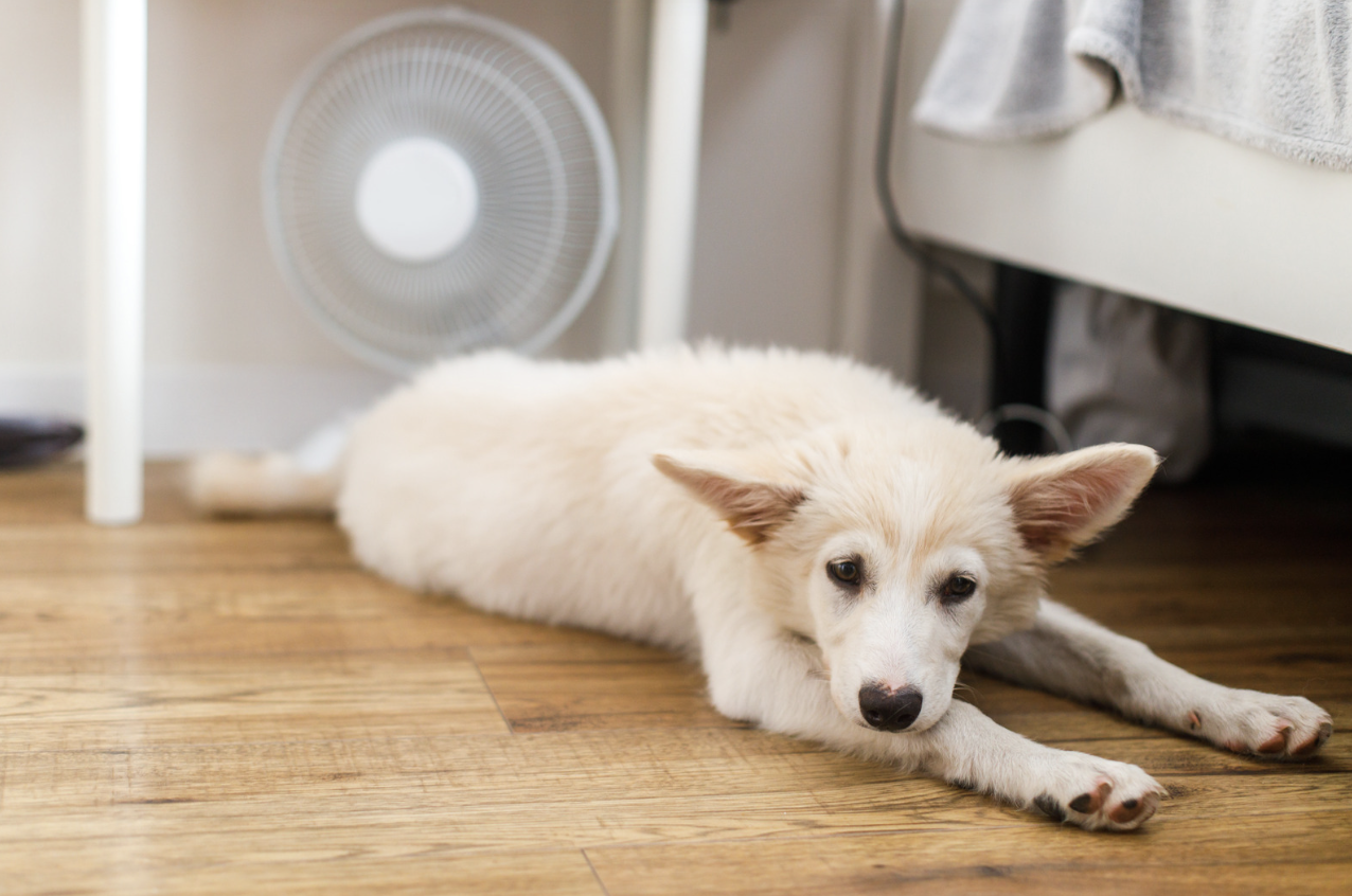 alt text: dog lying indoors under fan during summer
