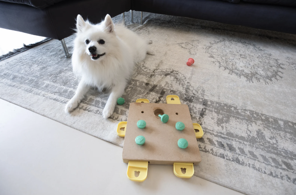 alt text: senior dog playing a sniffing game in the house