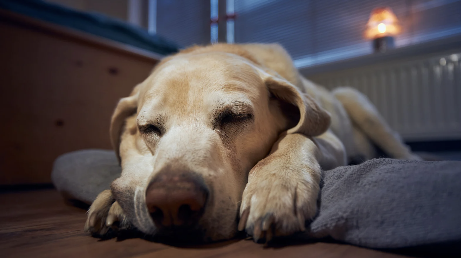 alt text: cozy senior dog wrapped in a blanket on a padded bed