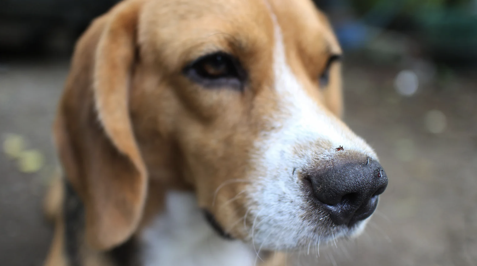 alt text: Dog getting bitten by mosquitoes outdoors in Hong Kong’s humid climate