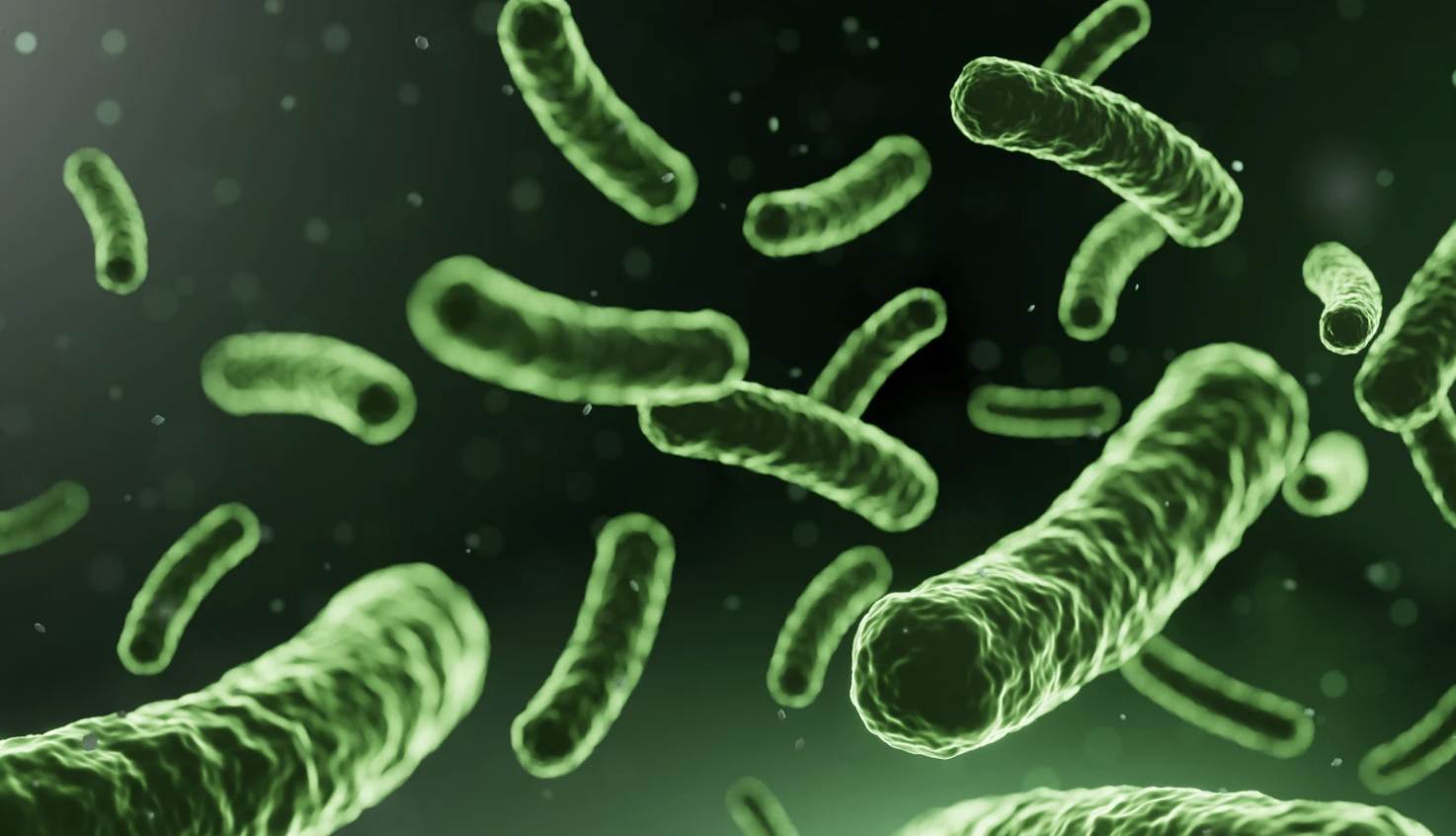 alt text: Microscopic image of probiotics under the microscope