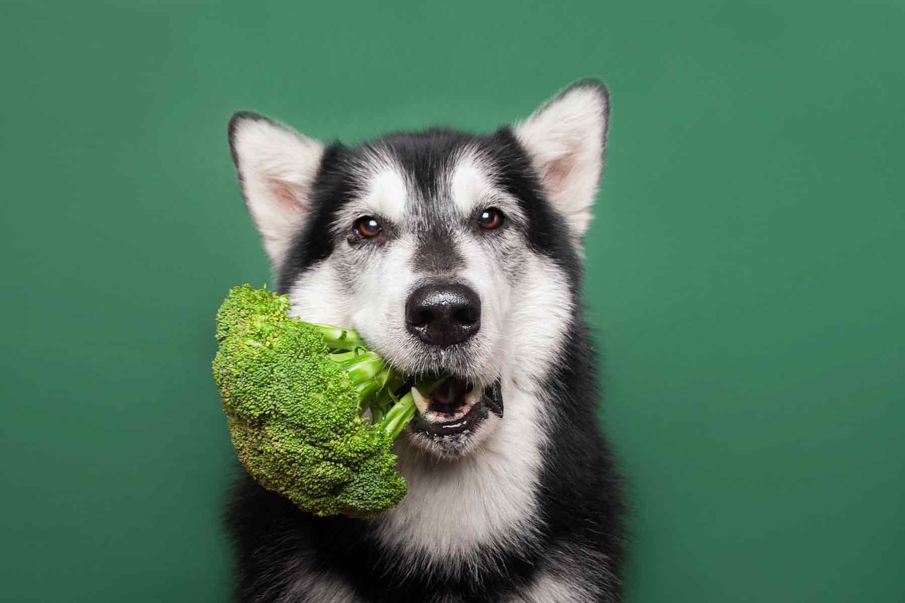 Can Dogs Eat Broccoli? (2026)