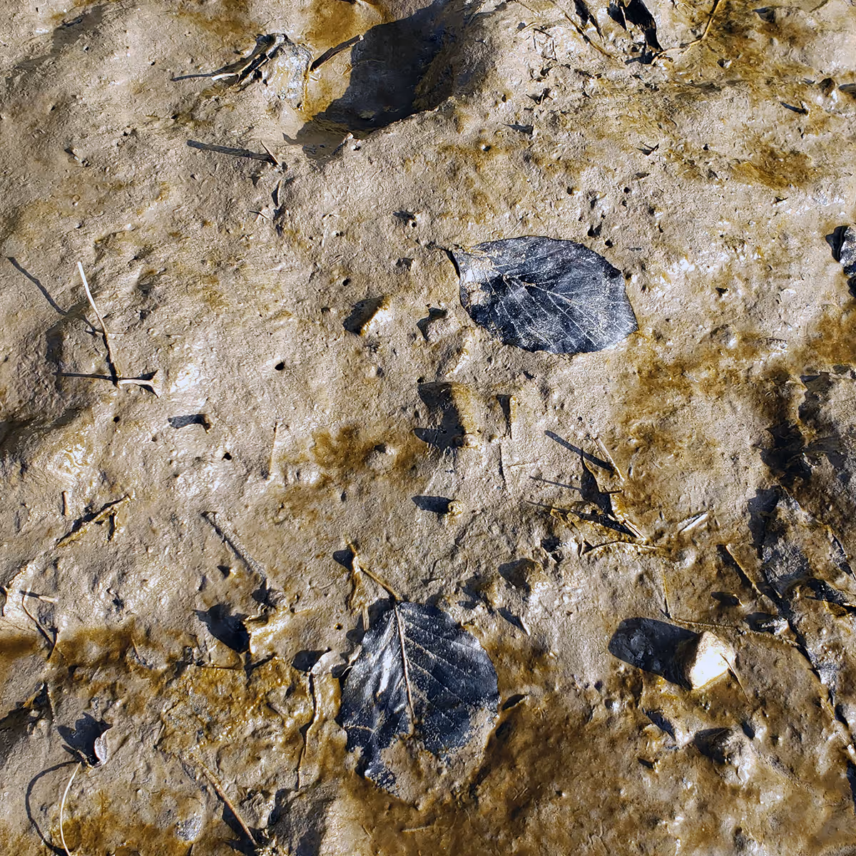 Saltmarsh as climate ally