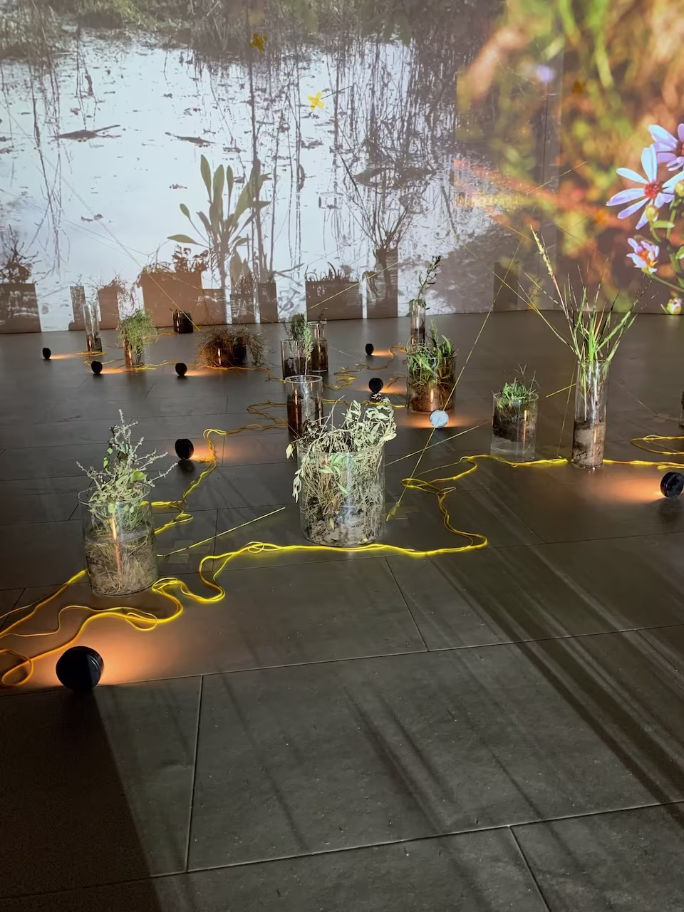 For love of saltmarsh, art + ecology