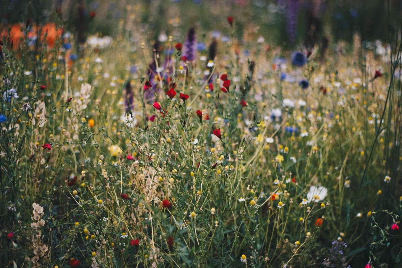 natuur