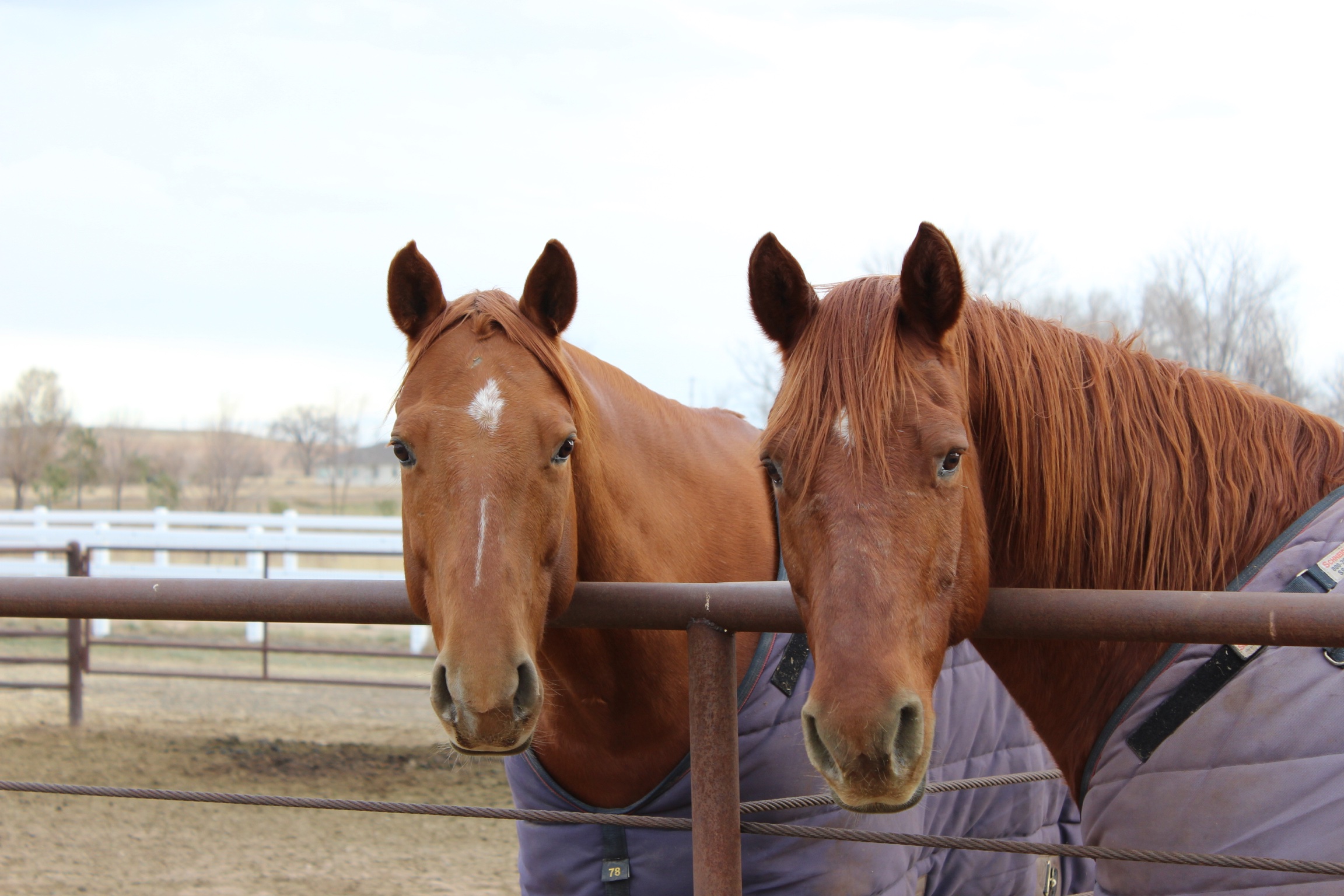 Two chestnut horses wearing blankets rest their heads over a metal fence rail, looking directly at the camera, with a white paddock fence and bare trees in the background.