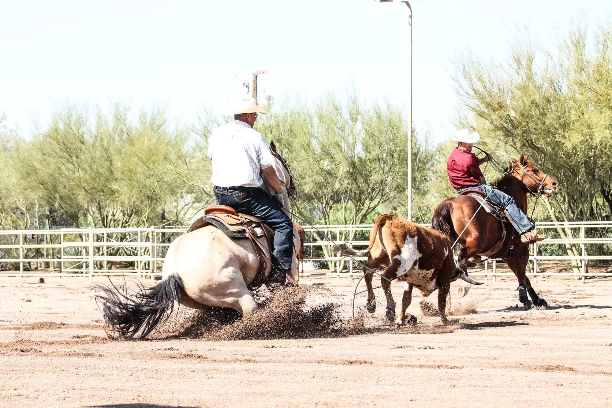 A header on a buckskin horse and a heeler in a red shirt work a live steer in a sunny desert arena