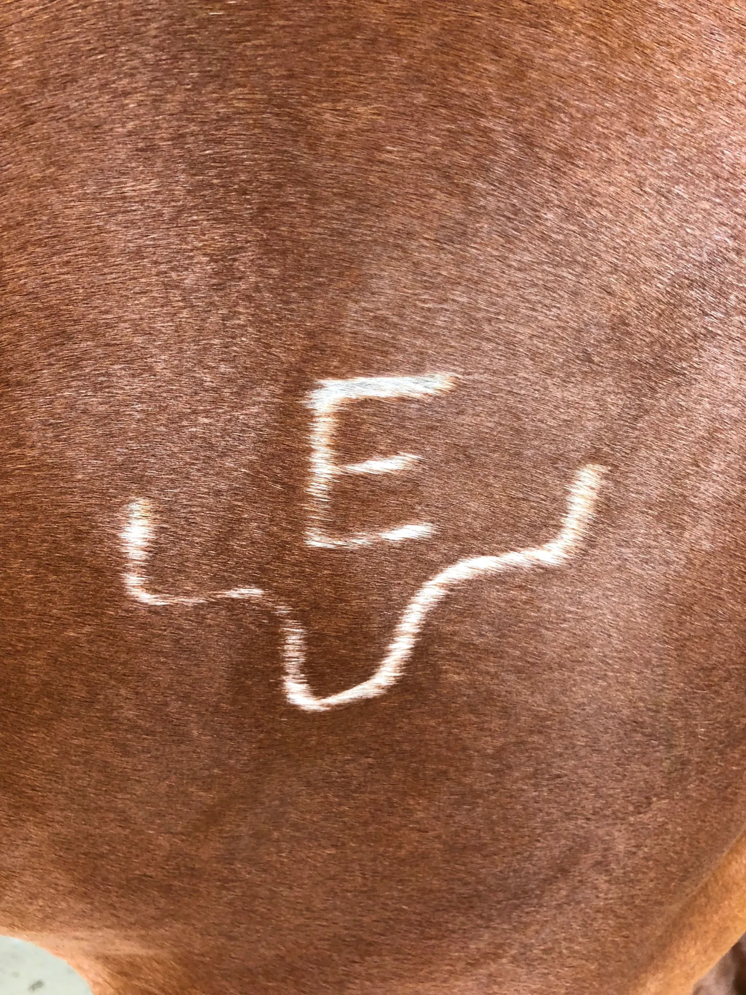 Close-up of the Ellerman E brand on a sorrel horse's hip