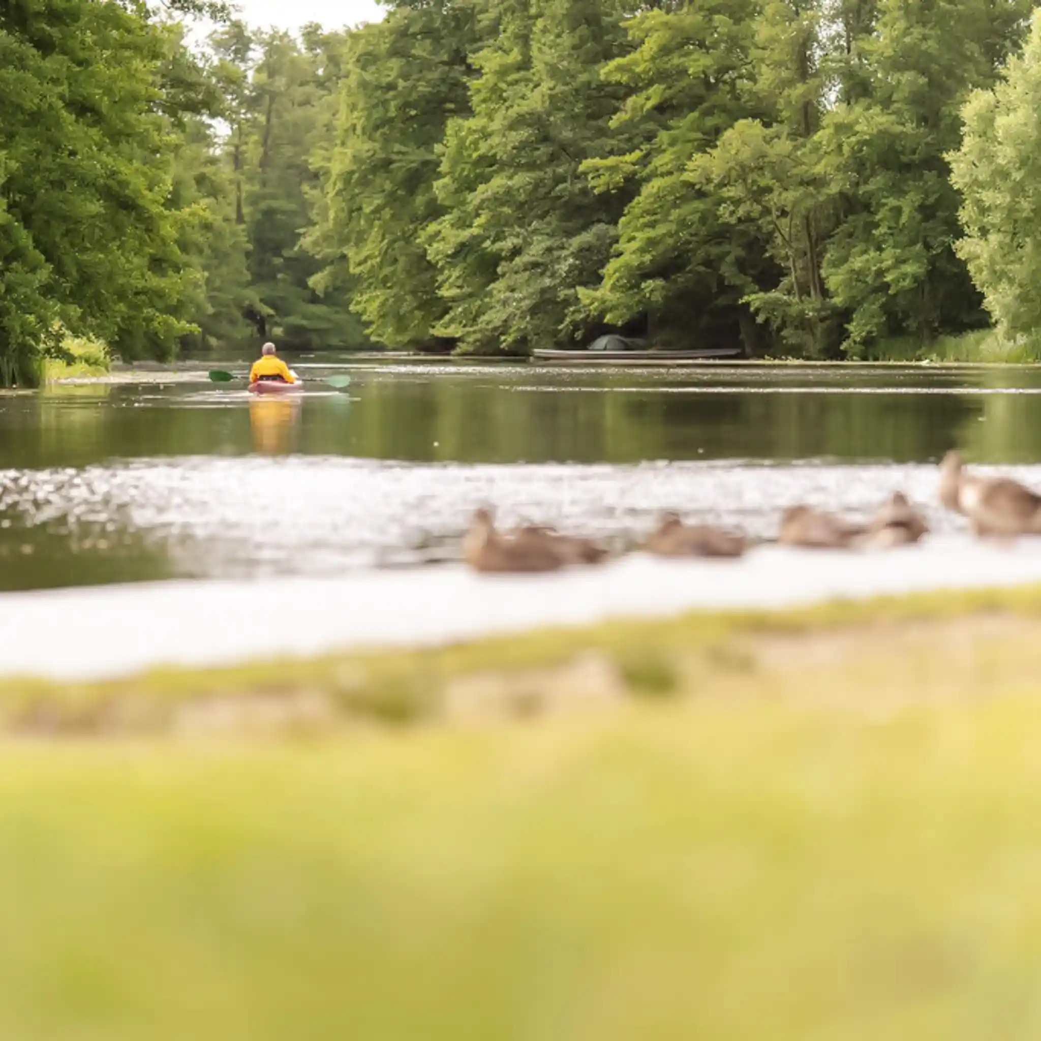 Blick auf einen See im Wald mit einigen Enten