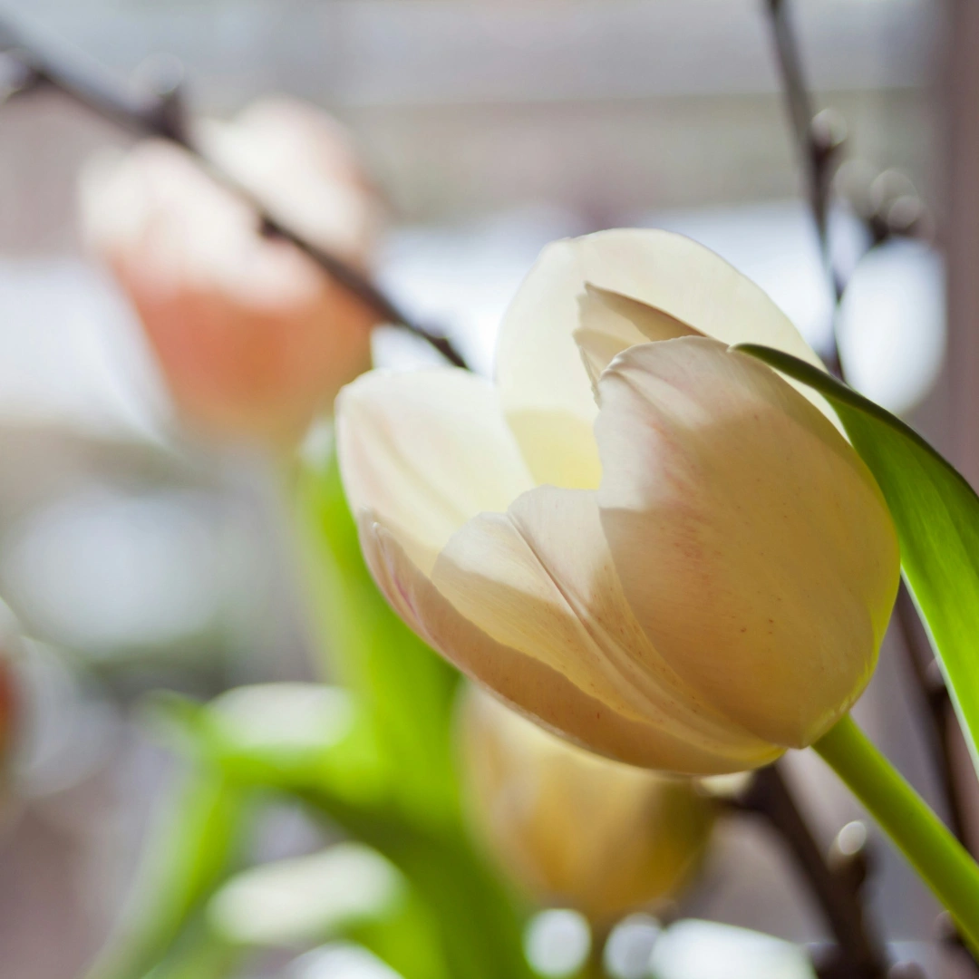 Nahaufnahme einer Tulpe