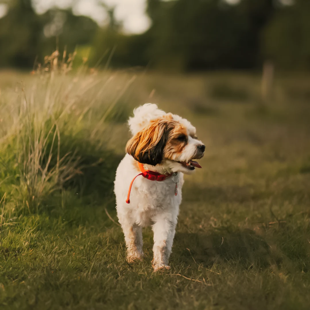 Kleiner Hund läuft über eine grüne Wiese